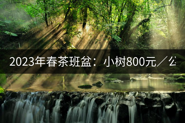2023年春茶班盆：小樹800元／公斤，古樹1600-2200元／公斤