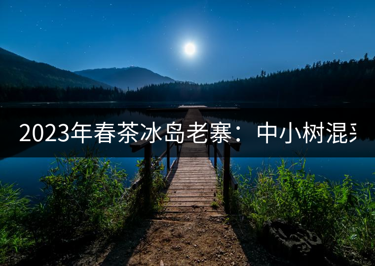 2023年春茶冰島老寨：中小樹混采2500-3000元／公斤，大樹：7000-8000元／公斤，古樹混采：28000-36000元／公斤