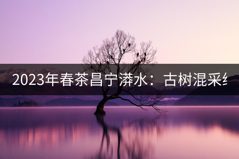 2023年春茶昌寧漭水:古樹(shù)混采純料480-600元/公斤,大樹(shù)360-420元/公斤,臺(tái)地260-300元/公斤,古樹(shù)單株均價(jià)880-1200元/公斤。 2023年春茶昌寧漭水:古樹(shù)混采純料480-600元/公斤,大樹(shù)360-420元/公斤,臺(tái)地260-300元/公斤,古樹(shù)單株均價(jià)880-1200元/公斤。