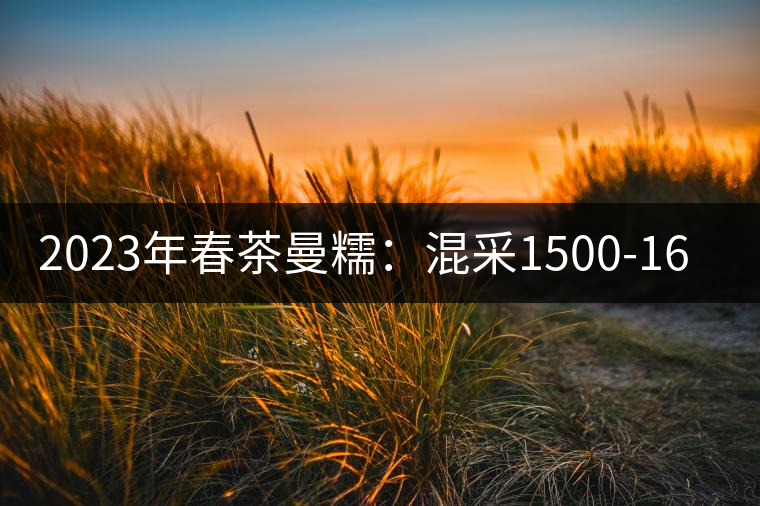 2023年春茶曼糯:混采1500-1600元/公斤,挑采2000-2400元/公斤 2023年春茶曼糯:混采1500-1600元/公斤,挑采2000-2400元/公斤