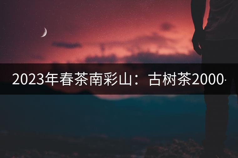 2023年春茶南彩山：古樹茶2000-2200元／公斤，大樹混采1200-1500元／公斤。