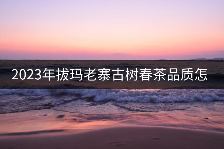 2023年拔瑪老寨古樹春茶品質怎么樣？