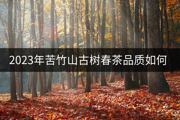 2023年苦竹山古樹春茶品質如何？