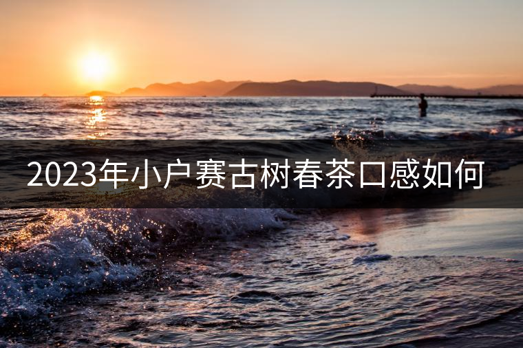 2023年小戶賽古樹春茶口感如何? 2023年小戶賽古樹春茶口感如何?