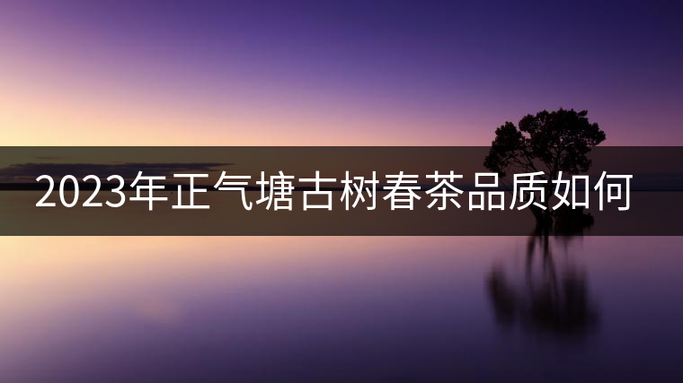 2023年正氣塘古樹春茶品質如何? 2023年正氣塘古樹春茶品質如何?