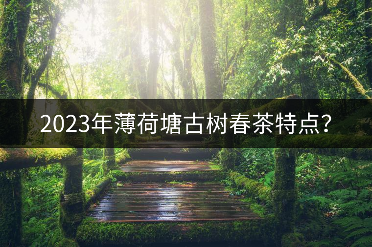 2023年薄荷塘古樹春茶特點? 2023年薄荷塘古樹春茶特點?
