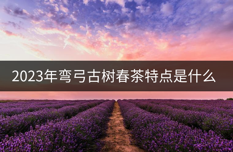 2023年彎弓古樹春茶特點(diǎn)是什么？