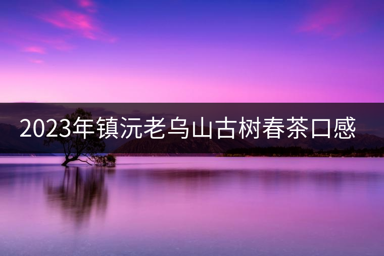 2023年鎮(zhèn)沅老烏山古樹春茶口感怎么樣？
