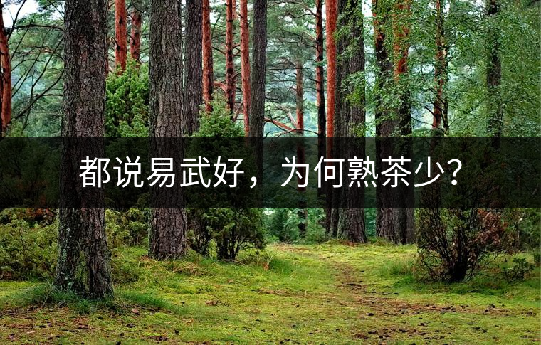 都說易武好，為何熟茶少？