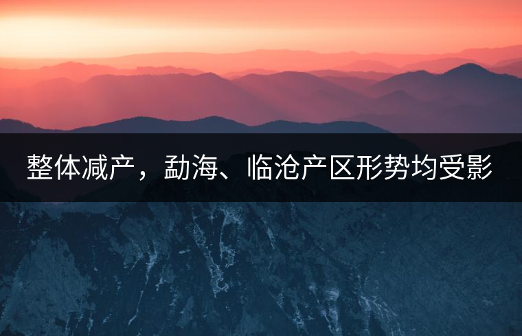 整體減產，勐海、臨滄產區形勢均受影響
