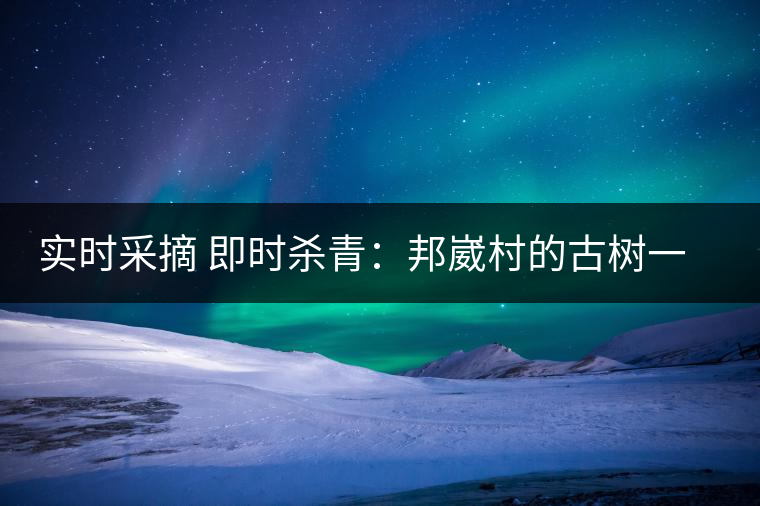 實(shí)時(shí)采摘 即時(shí)殺青：邦崴村的古樹(shù)一般都比較高大，我今年爬到10米高的樹(shù)梢上拍茶農(nóng)采茶，一顆完整的古樹(shù)頭春茶的采摘需要6-7個(gè)婦女花半個(gè)小時(shí)共同完成，鮮葉才下來(lái)以后要及時(shí)殺青，才能保證茶葉后期的鮮爽感。