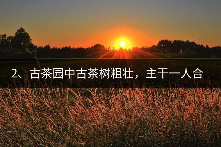 2、古茶園中古茶樹粗壯，主干一人合圍吃力，枝杈壯碩