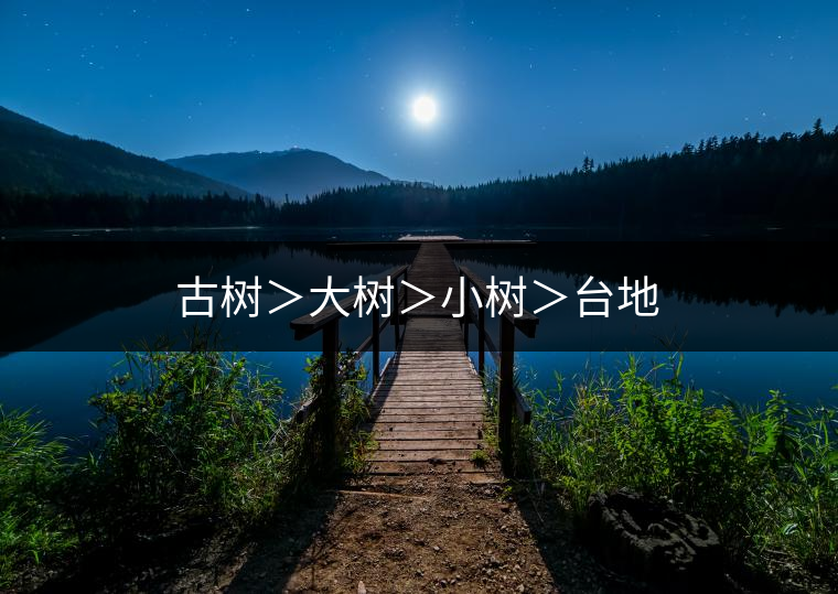 古樹>大樹>小樹>臺地 古樹>大樹>小樹>臺地