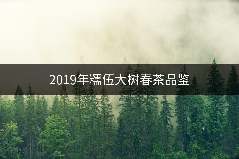 2019年糯伍大樹春茶品鑒 2019年糯伍大樹春茶品鑒