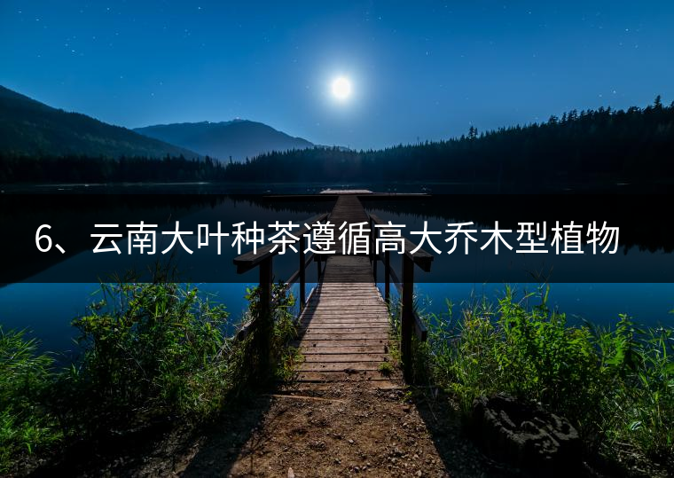 6、云南大葉種茶遵循高大喬木型植物的普遍規律。