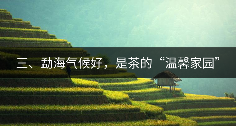 三、勐海氣候好，是茶的“溫馨家園”