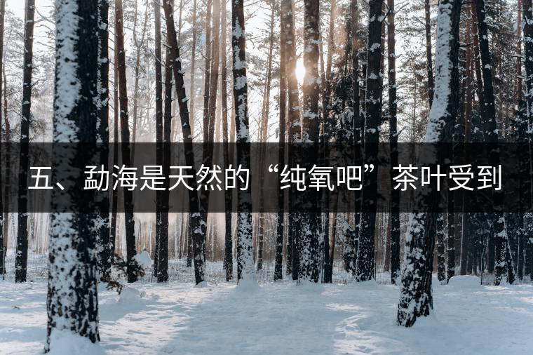 五、勐海是天然的“純氧吧”茶葉受到很好的潤澤 五、勐海是天然的“純氧吧”茶葉受到很好的潤澤