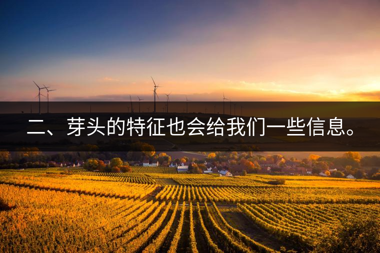 二、芽頭的特征也會給我們一些信息。 二、芽頭的特征也會給我們一些信息。