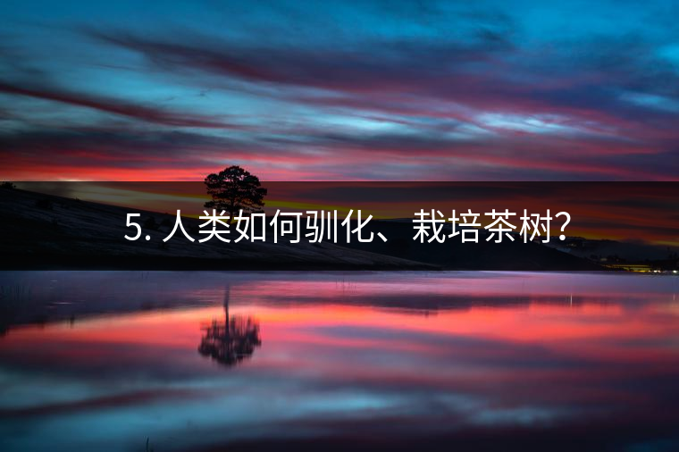 ??5. 人類如何馴化、栽培茶樹? ??5. 人類如何馴化、栽培茶樹?