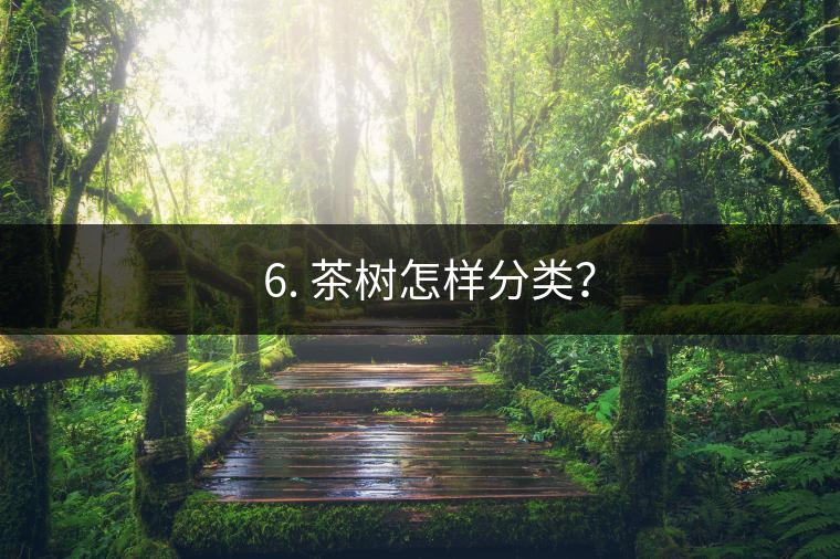 ? 6. 茶樹怎樣分類？