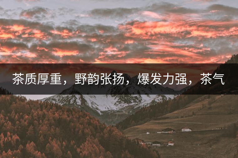 茶質厚重，野韻張揚，爆發力強，茶氣十足