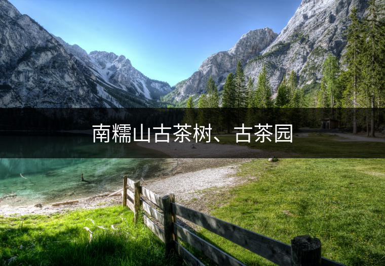 南糯山古茶樹、古茶園 南糯山古茶樹、古茶園