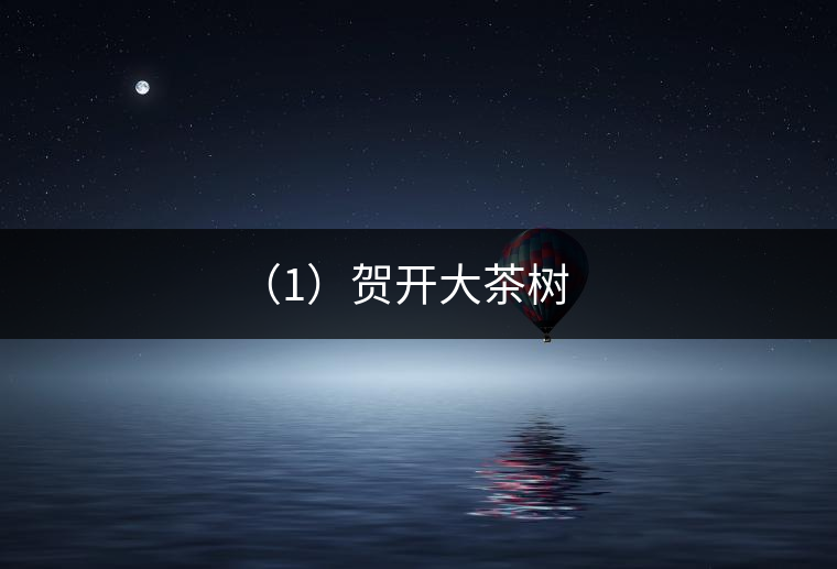 (1)賀開大茶樹 (1)賀開大茶樹