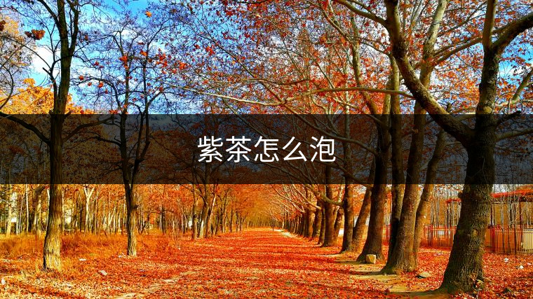 紫茶怎么泡 紫茶怎么泡