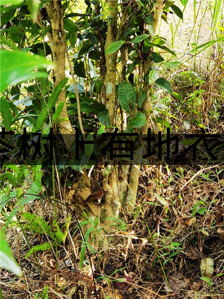茶樹上有地衣或苔蘚是不是有害的?-1 茶樹上有地衣或苔蘚是不是有害的?-1