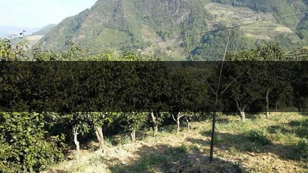 云南省景東縣茶業概況簡述(第三章) 云南省景東縣茶業概況簡述(第三章)