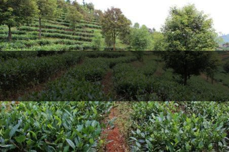 云南省思茅區茶業概況簡述（上篇）