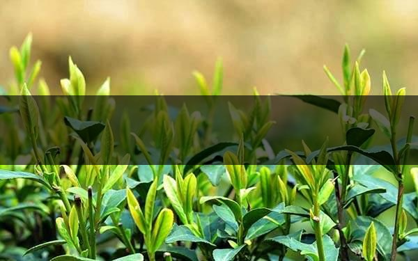 不同的身體癥狀分別該喝什么茶？