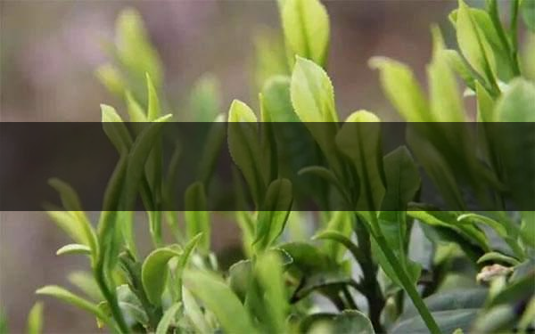 什么是雨前茶？雨前茶有何特點？