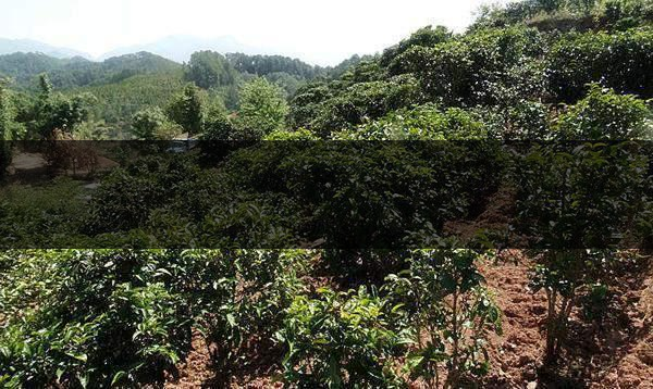 云南省鎮沅縣茶業概況簡述(第三講) 云南省鎮沅縣茶業概況簡述(第三講)