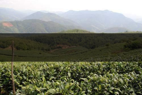 云南省景谷縣茶業概況簡述(一) 云南省景谷縣茶業概況簡述(一)