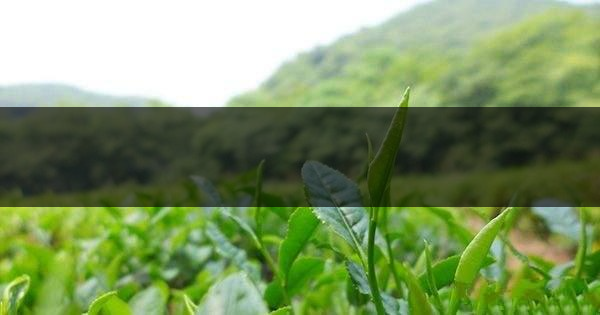 云南省騰沖市茶業概況簡述