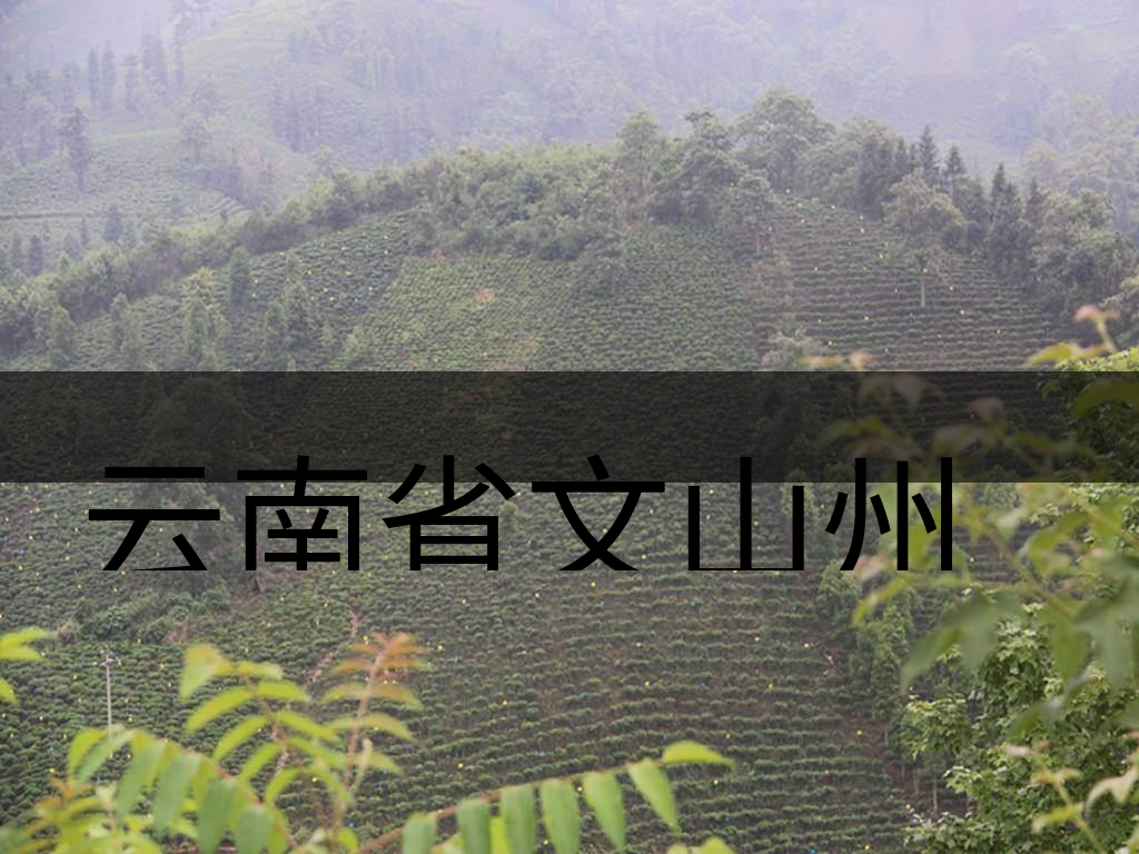 云南省文山州茶業概況概況簡述