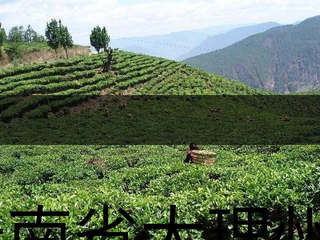 云南省大理州云龍縣茶業概況簡述(第二講) 云南省大理州云龍縣茶業概況簡述(第二講)