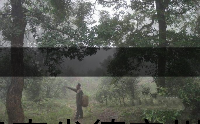 云南省德宏州瑞麗市茶業概況簡述(下篇) 云南省德宏州瑞麗市茶業概況簡述(下篇)