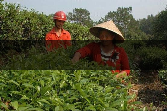 云南省德宏州瑞麗市茶業概況簡述（上篇）