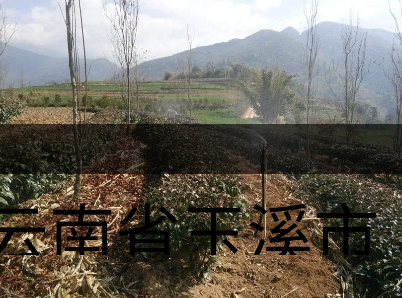 云南省玉溪市新平縣茶業概況簡述 云南省玉溪市新平縣茶業概況簡述