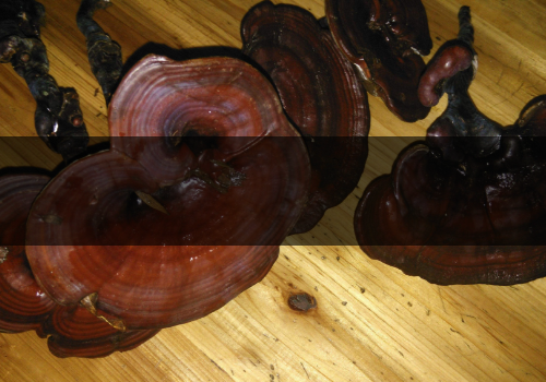 靈芝是熱性還是涼性-野生的和人工的區別