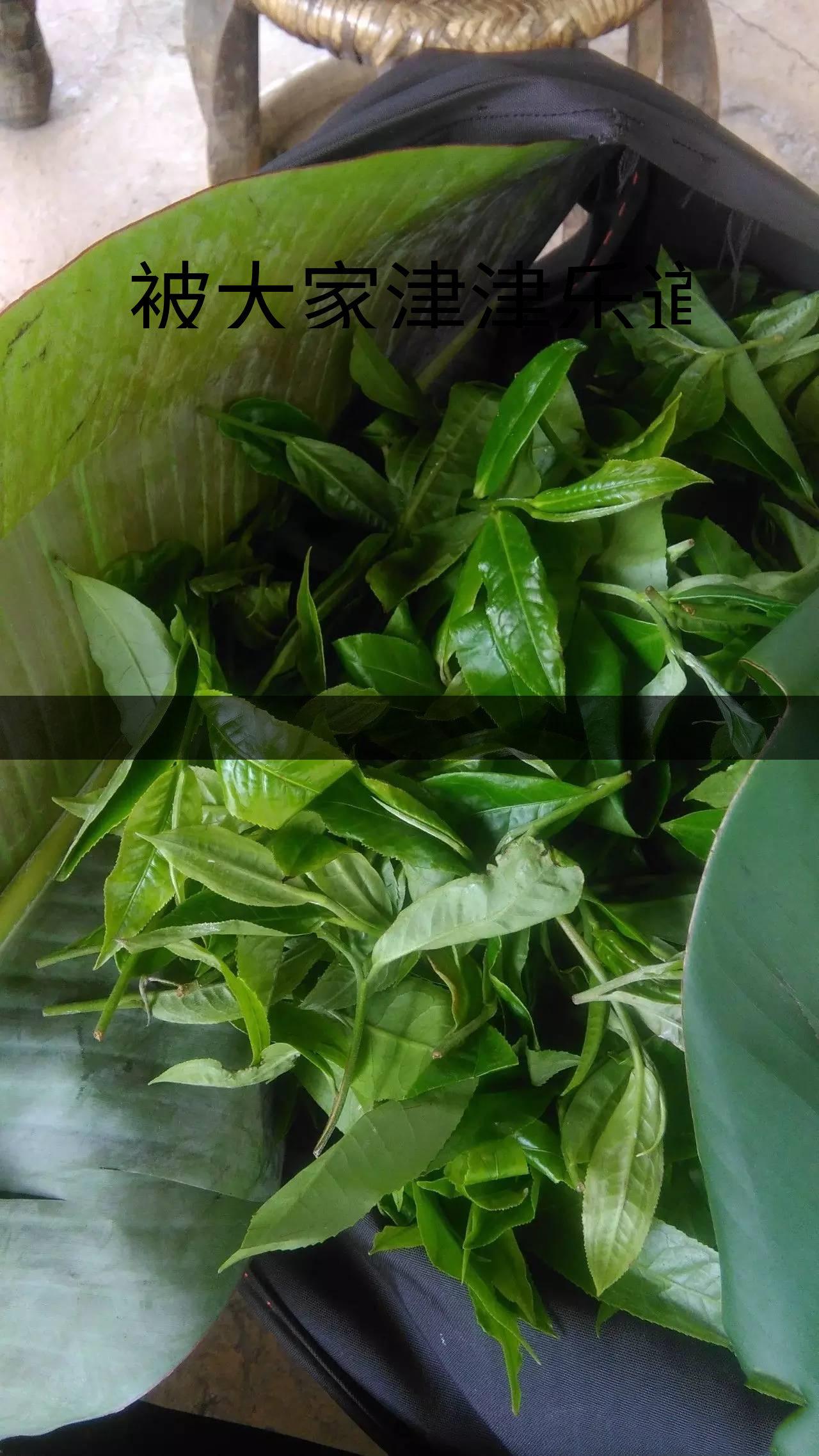 被大家津津樂道的森林茶，你知道是什么？-1-1