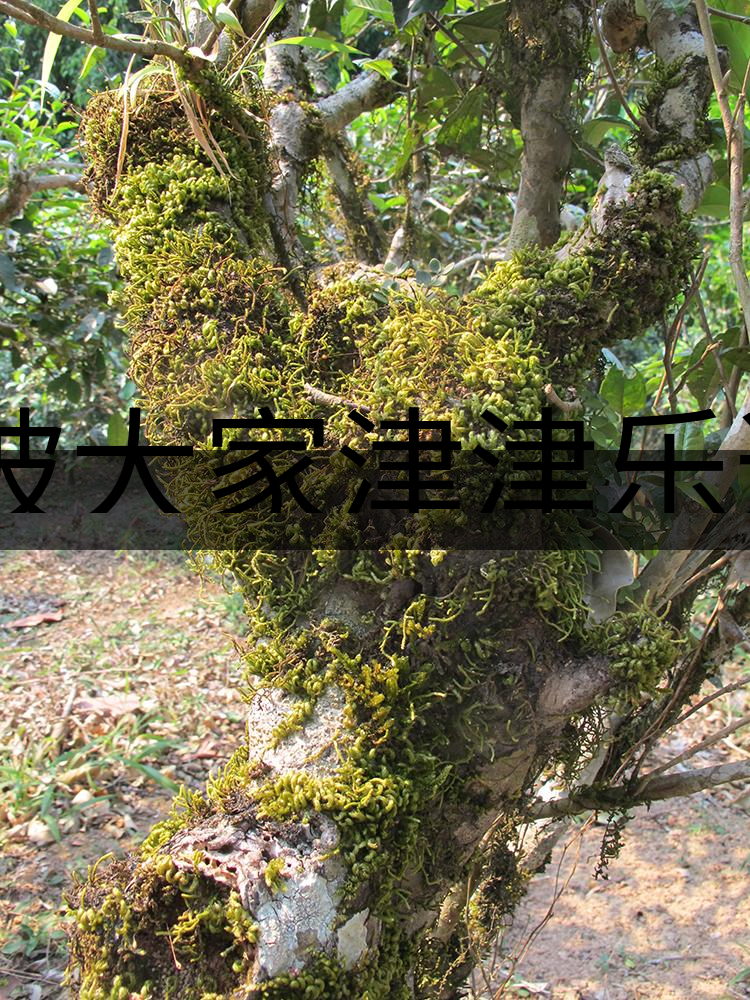 被大家津津樂道的森林茶，你知道是什么？-3-1