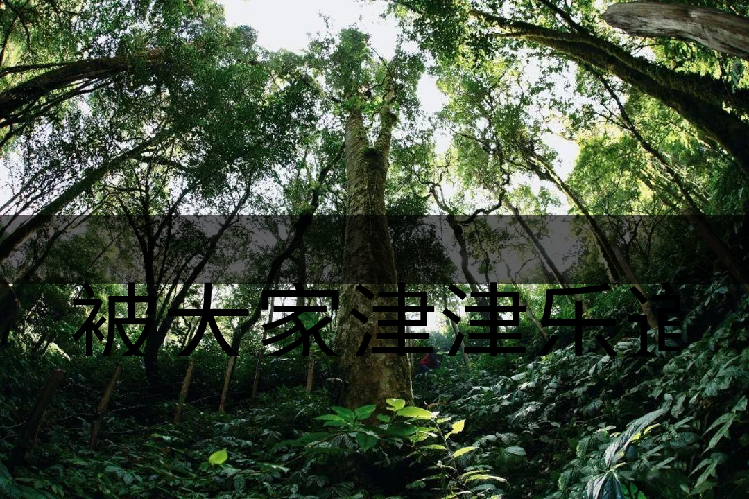 被大家津津樂道的森林茶，你知道是什么？-6-1