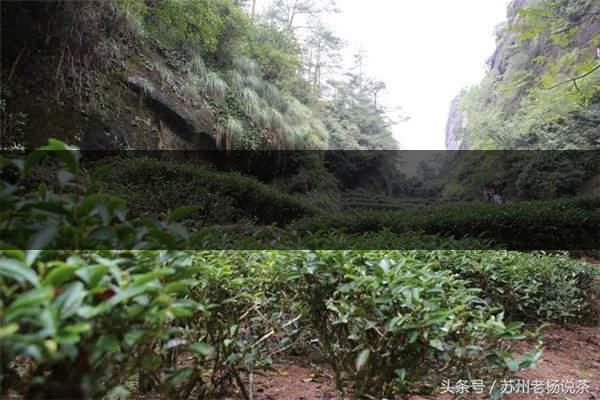 老楊說茶:武夷尋茶之三:巖茶巖韻形成的四-6 老楊說茶:武夷尋茶之三:巖茶巖韻形成的四-6