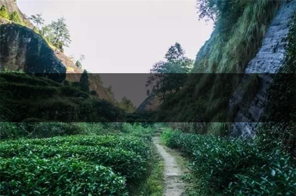 喝武夷山巖茶的香,什么是工藝香?-3 喝武夷山巖茶的香,什么是工藝香?-3