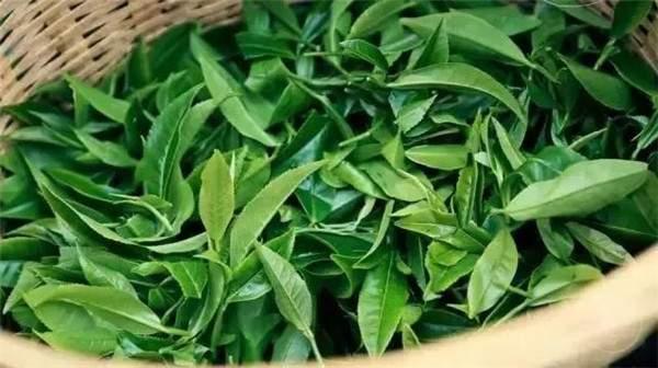 2021年曼秀古樹茶，易武的超級黑馬