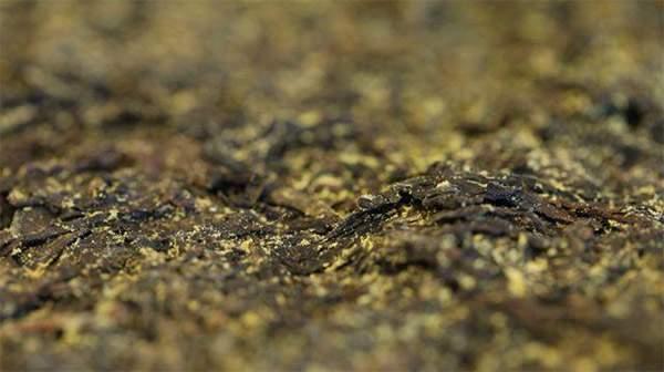 你手中的茯茶金花有可能是假金花？