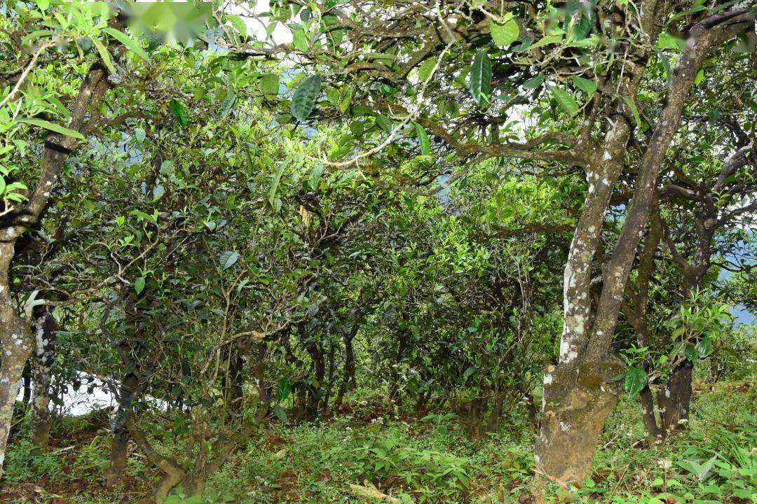 2021年磨烈古樹(shù)秋茶會(huì)是趕超冰島的存在嗎？